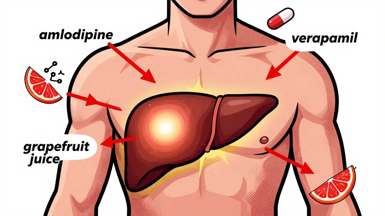 Calcium Channel Blockers: How Metabolic Interactions Affect Drug Clearance and Safety
